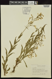 Penstemon arkansanus image