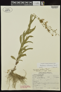 Penstemon arkansanus image