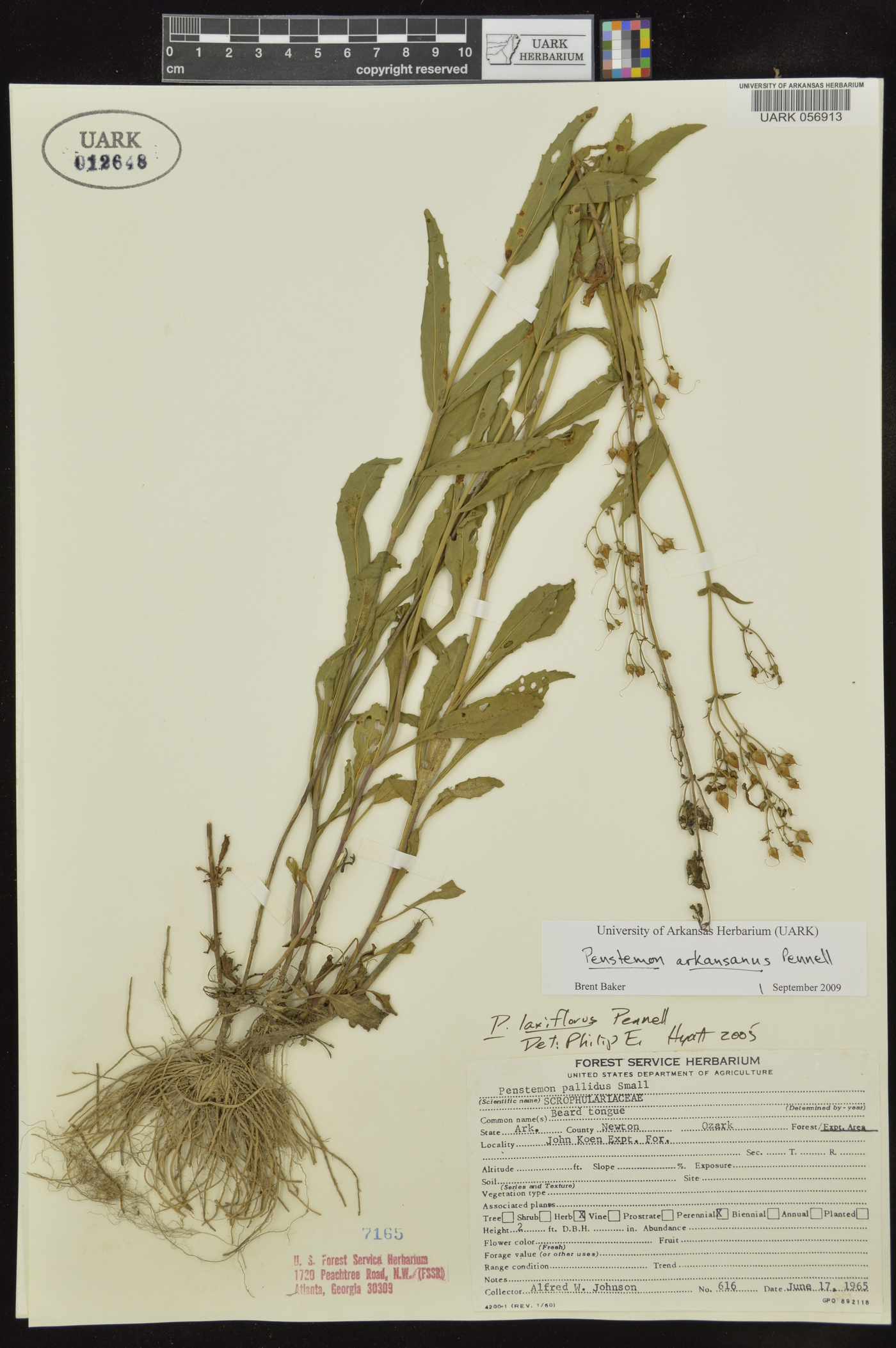 Penstemon arkansanus image