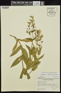 Penstemon arkansanus image