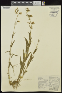 Penstemon arkansanus image