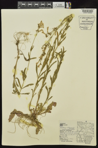 Penstemon arkansanus image