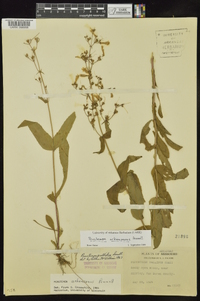 Penstemon arkansanus image