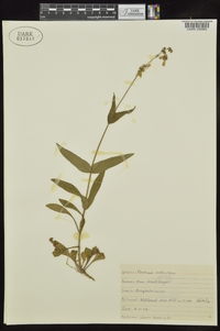 Penstemon arkansanus image