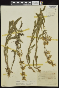 Penstemon arkansanus image