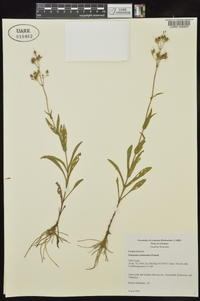 Penstemon arkansanus image