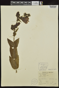 Penstemon cobaea image