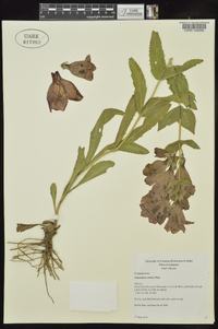 Penstemon cobaea image