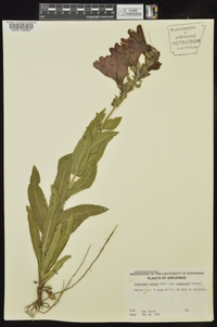 Penstemon cobaea image