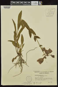 Penstemon cobaea image