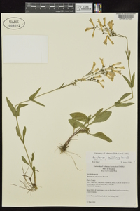 Penstemon laxiflorus image