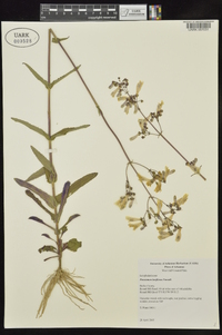 Penstemon laxiflorus image