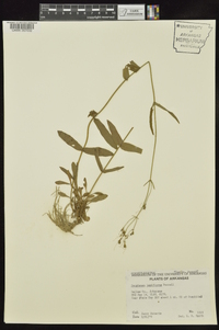 Penstemon laxiflorus image