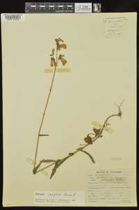 Penstemon laxiflorus image