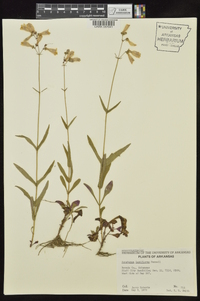 Penstemon laxiflorus image