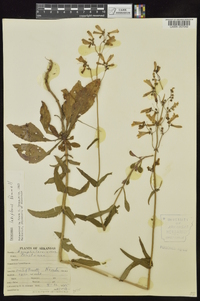 Penstemon laxiflorus image