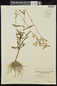 Penstemon laxiflorus image