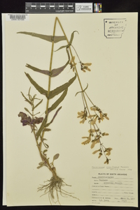 Penstemon laxiflorus image