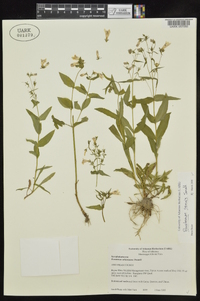 Penstemon tenuis image