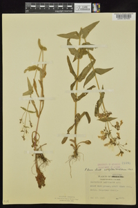 Penstemon tenuis image