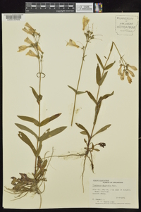 Penstemon digitalis image