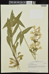 Penstemon digitalis image