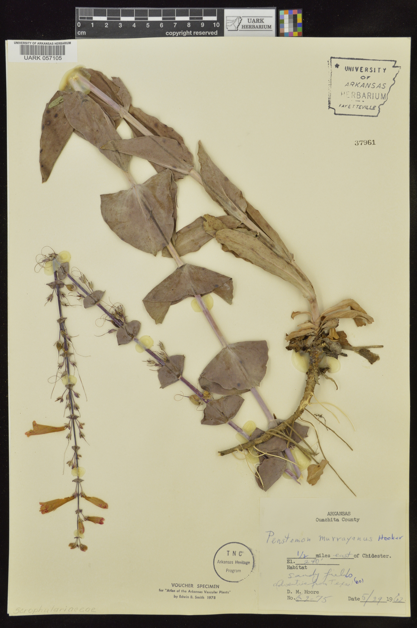 Penstemon murrayanus image