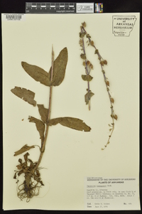 Penstemon murrayanus image