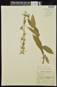 Penstemon pallidus image