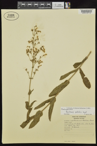 Penstemon pallidus image