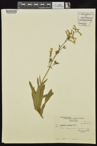 Penstemon pallidus image