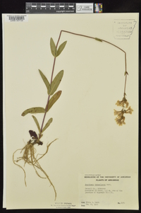 Penstemon tubiflorus image