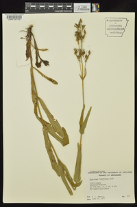 Penstemon tubiflorus image