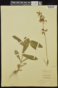 Penstemon tubiflorus image