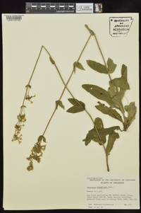 Penstemon tubiflorus image