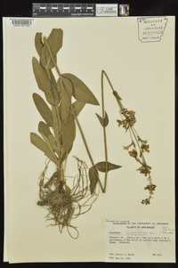 Penstemon tubiflorus image