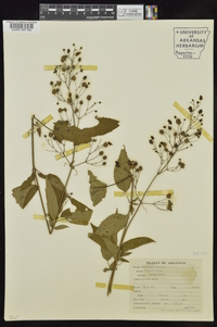 Scrophularia marilandica image