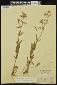 Penstemon tenuis image