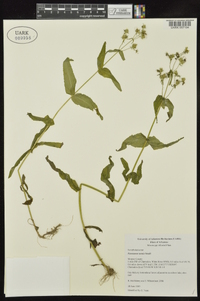 Penstemon tenuis image