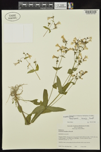 Penstemon tenuis image