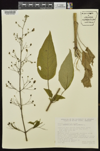 Scrophularia marilandica image