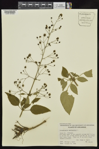 Scrophularia marilandica image