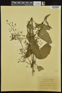 Scrophularia marilandica image