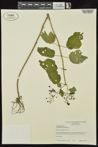 Scrophularia marilandica image