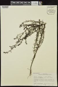 Seymeria cassioides image