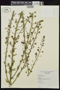 Verbascum blattaria image