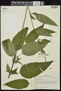 Scrophularia marilandica image