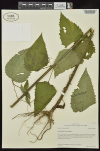 Scrophularia marilandica image