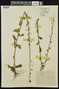 Verbascum blattaria image