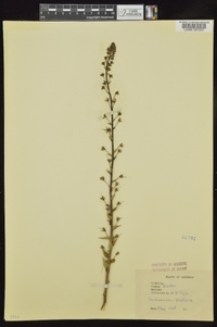 Verbascum blattaria image